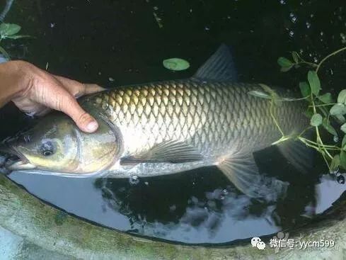 致富养殖草鱼怎么样_草鱼养殖致富经_致富养殖草鱼视频