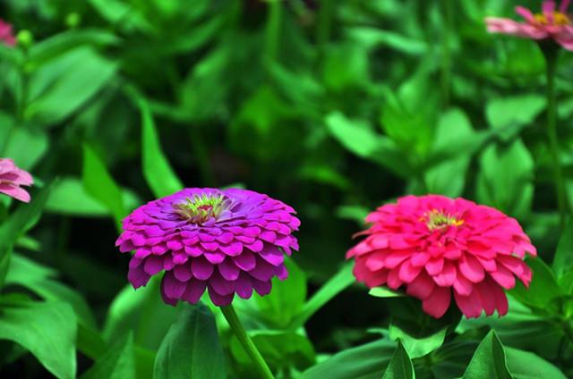 九月菊种植技术_九月菊种子什么时候种_九月菊的栽培