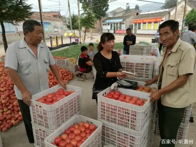 种植西红柿村民致富_种植西红柿效益如何_农民种西红柿