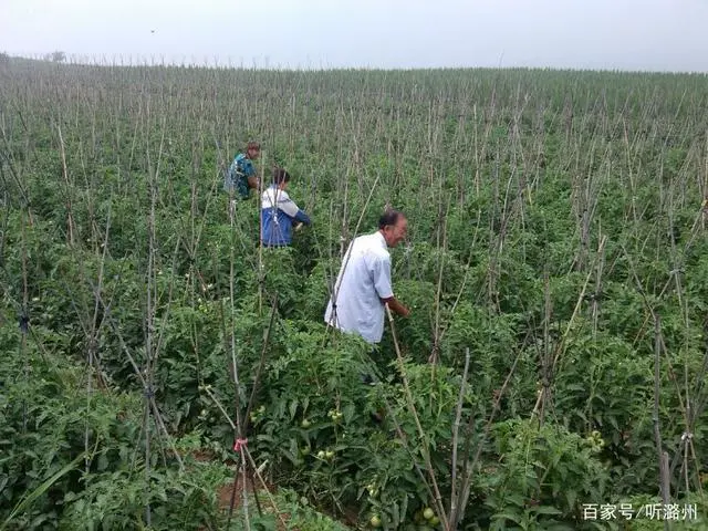 种植西红柿效益如何_种植西红柿村民致富_农民种西红柿