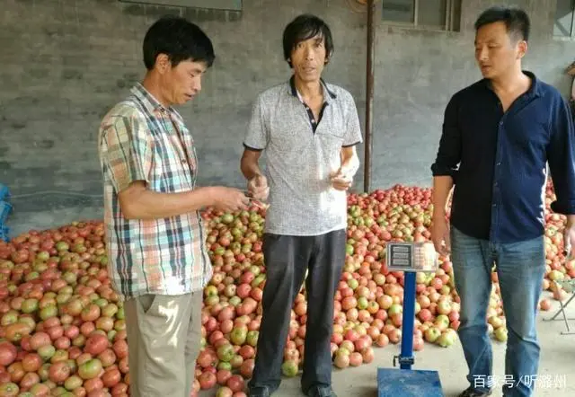 农民种西红柿_种植西红柿效益如何_种植西红柿村民致富