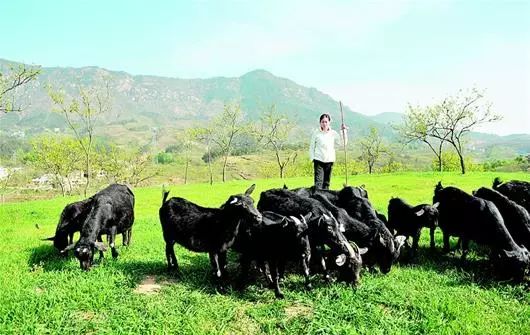 湖北农村养殖什么赚钱_湖北农村养殖好项目_湖北女子养殖致富