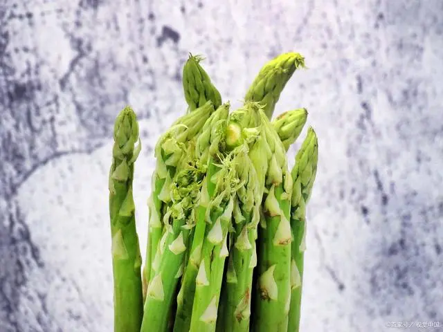 芦笋种植经济效益_依靠种植芦笋致富_种植芦笋技术