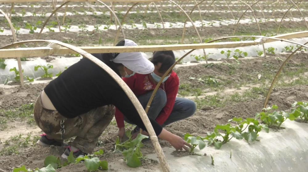 土瓜栽培技术_土瓜种植技术_土瓜怎么种植方法如下