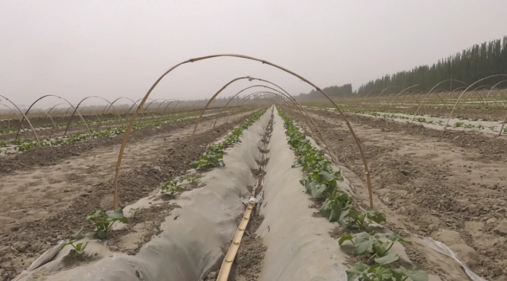 土瓜栽培技术_土瓜怎么种植方法如下_土瓜种植技术