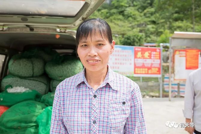 种植桑树技术要求_桑树怎么种植技术_种植桑树技术视频