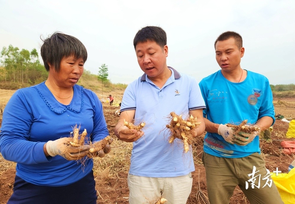 致富种植什么比较赚大钱_种植致富人_种植致富新项目