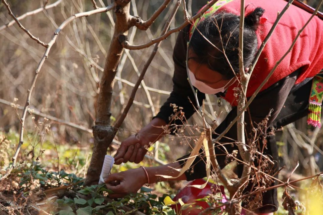 桑树怎么种植技术_种植桑树技术要求_种植桑树的方法