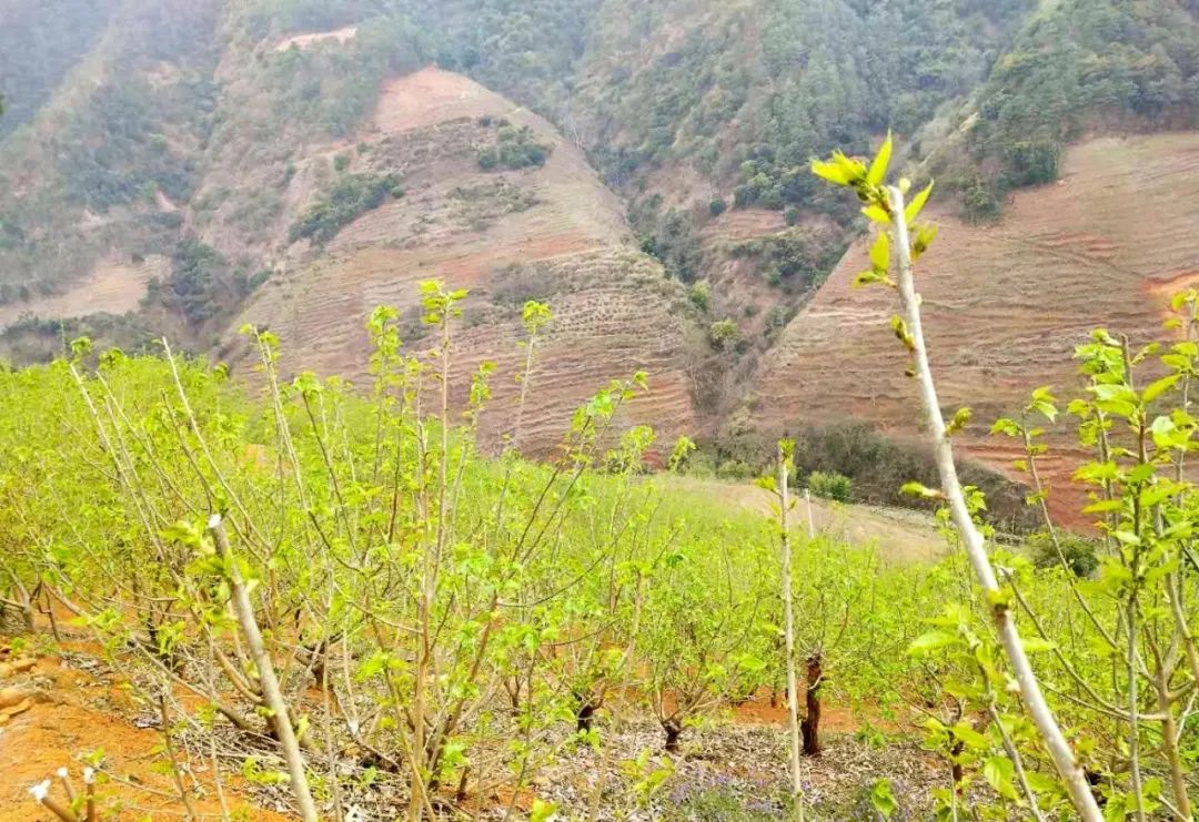 种植桑树的方法_桑树怎么种植技术_种植桑树技术要求