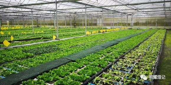 致富种植新项目_种植致富好项目_致富种植项目新闻报道