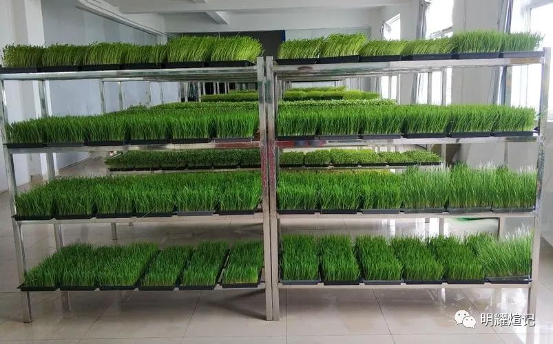 种植致富好项目_致富种植项目新闻报道_致富种植新项目