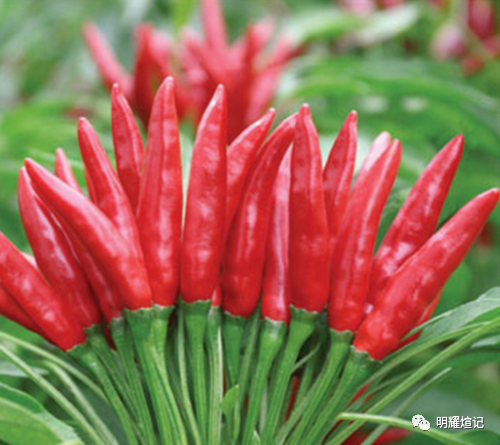 致富种植项目新闻报道_致富种植新项目_种植致富好项目
