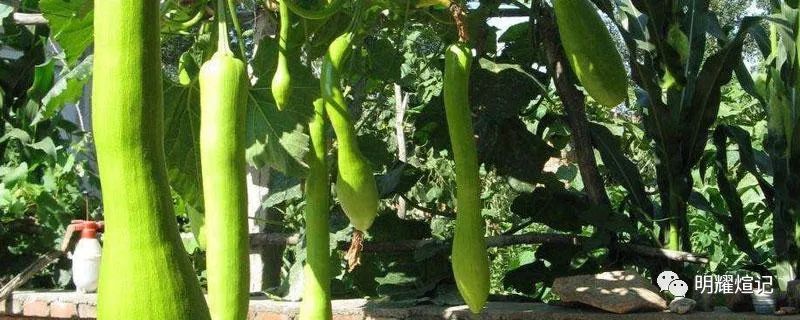 种植致富好项目_致富种植项目新闻报道_致富种植新项目