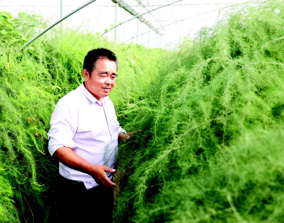 致富经芦笋种植视频_种植芦笋前景如何_依靠种植芦笋致富