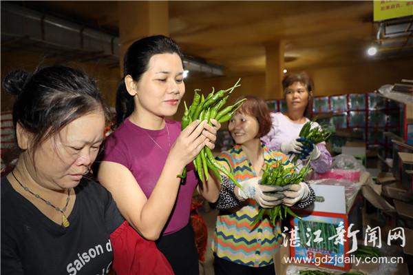 蔡平珍带领家乡人种辣椒致富奔康“辣妹子”带头种出生活“甜滋味”