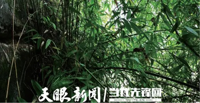 佛肚竹种植致富_致富种植佛肚竹赚钱吗_致富种植佛肚竹怎么样