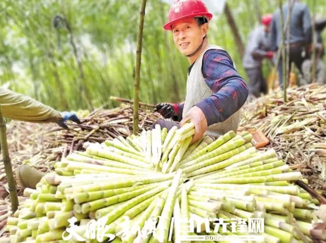 致富种植佛肚竹赚钱吗_佛肚竹种植致富_致富种植佛肚竹怎么样