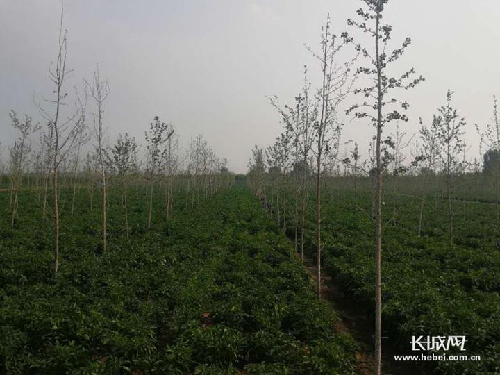 致富经河南男子种辣椒_河南种植辣椒_致富经辣椒种植视频