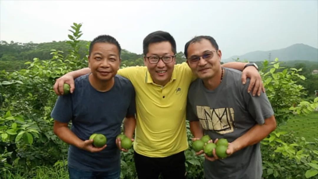 柠檬高产栽培关键技术_柠檬高产栽培技术_柠檬高产种植技术视频