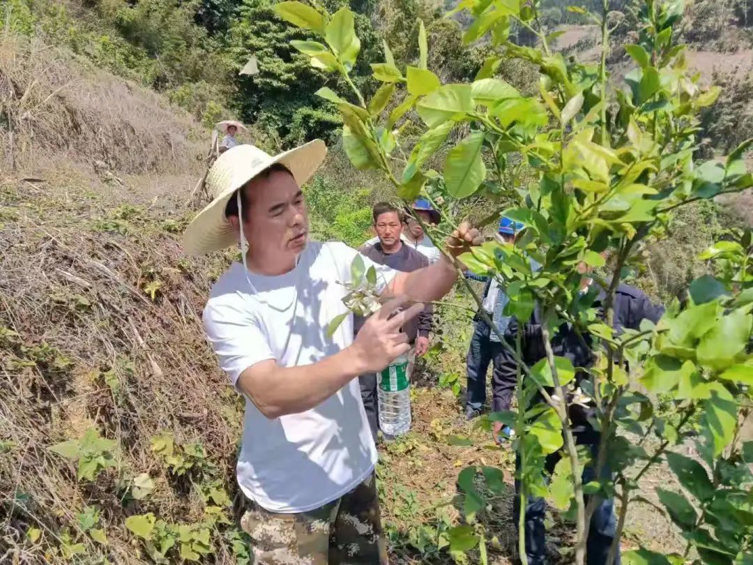 柠檬种植技术与管理视频_柠檬栽培技术视频教程_柠檬高产种植技术视频