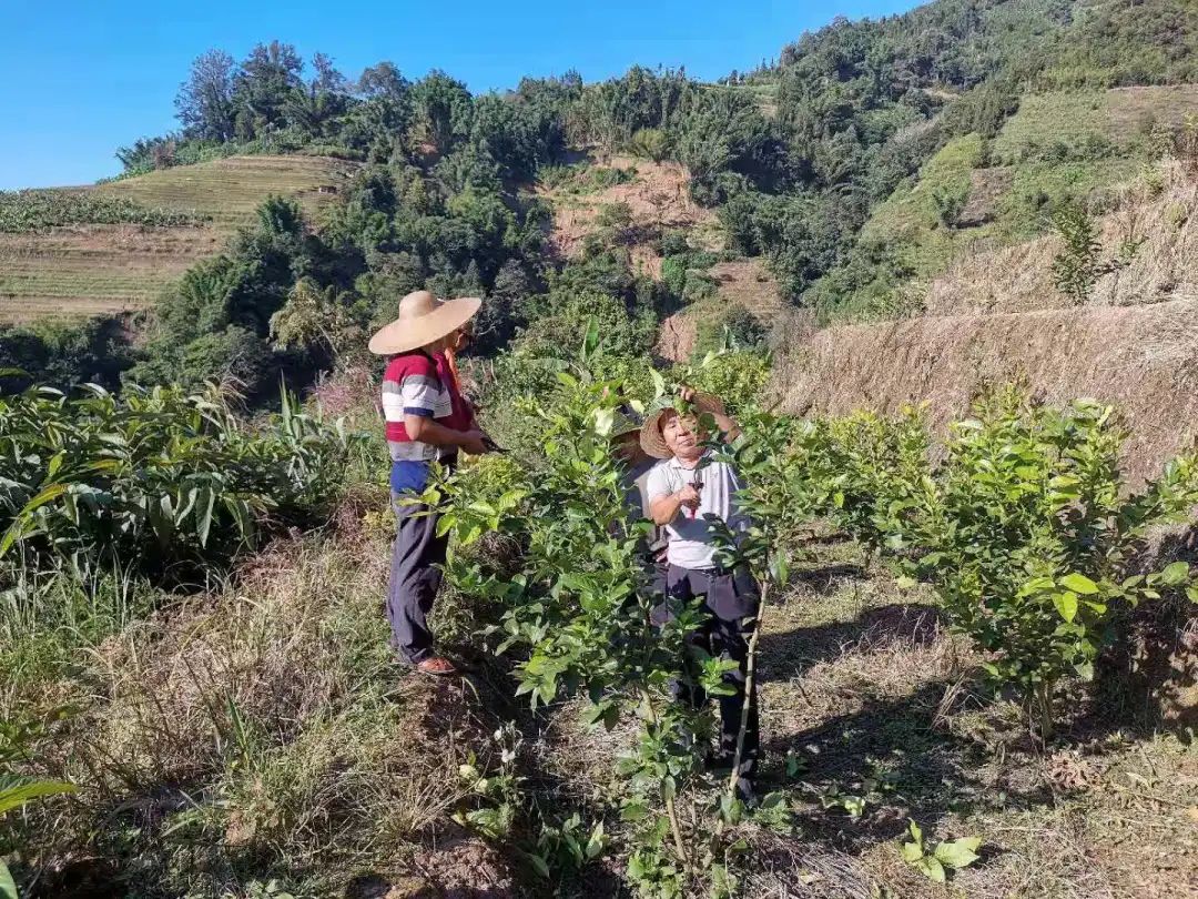 柠檬种植技术与管理视频_柠檬栽培技术视频教程_柠檬高产种植技术视频