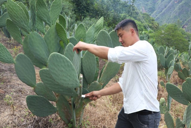 刘翰富：种植仙人掌带领乡亲奔小康