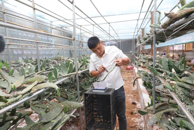 种植致富人_致富种植视频全集_种植致富带头人