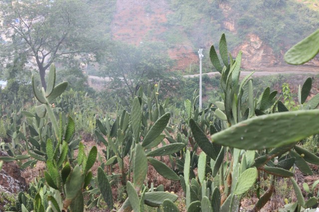 种植致富带头人_种植致富人_致富种植视频全集