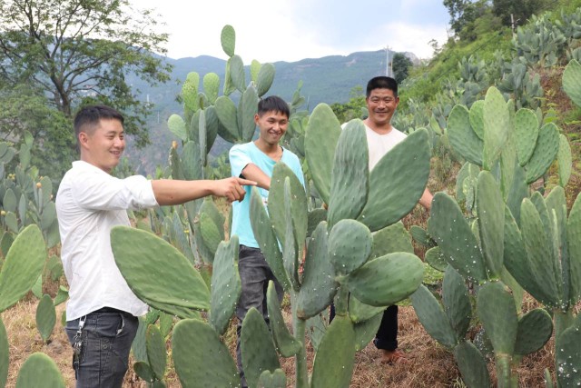 致富种植视频全集_种植致富人_种植致富带头人