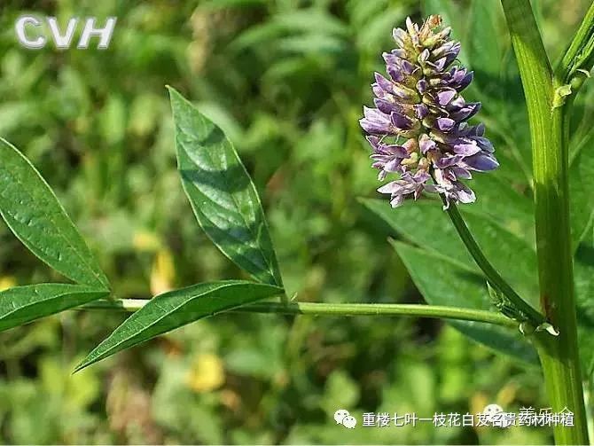 青海种植大枸杞致富经_青海枸杞种植基地_青海致富枸杞种植大棚