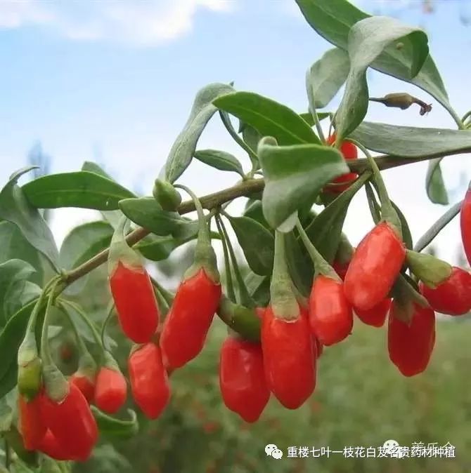 青海种植大枸杞致富经_青海枸杞种植基地_青海致富枸杞种植大棚