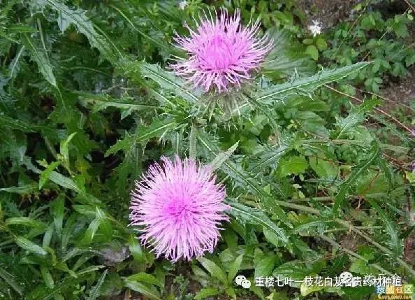 青海致富枸杞种植大棚_青海枸杞种植基地_青海种植大枸杞致富经