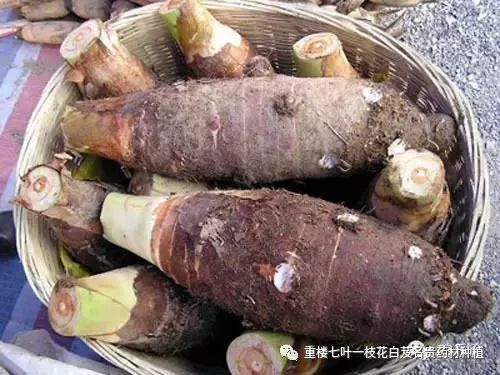 青海枸杞种植基地_青海致富枸杞种植大棚_青海种植大枸杞致富经