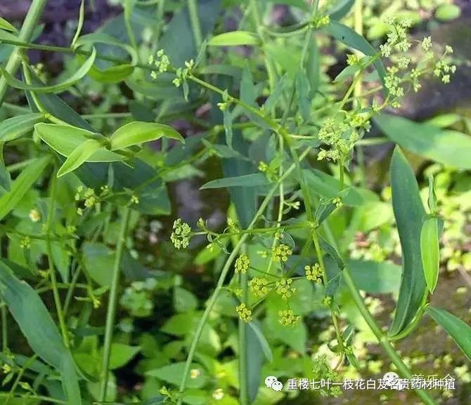 青海种植大枸杞致富经_青海枸杞种植基地_青海致富枸杞种植大棚