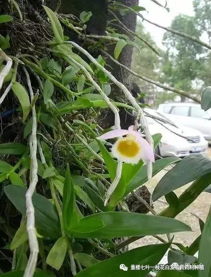 青海种植大枸杞致富经_青海枸杞种植基地_青海致富枸杞种植大棚