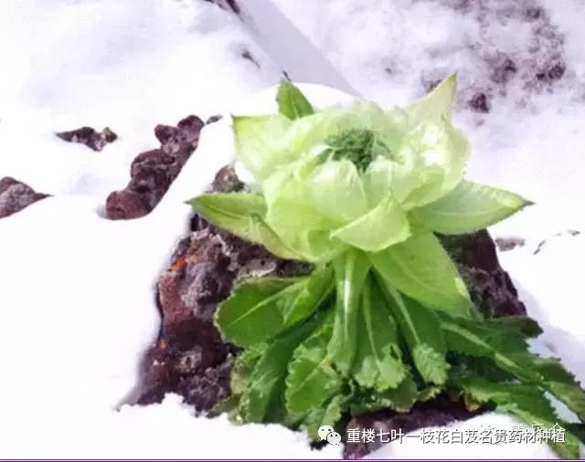 青海致富枸杞种植大棚_青海种植大枸杞致富经_青海枸杞种植基地