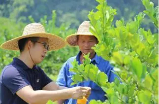 柠檬栽培技术视频_柠檬高产种植技术视频_柠檬种植技术与管理视频