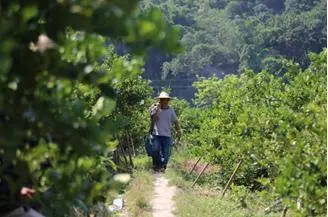 柠檬高产种植技术视频_柠檬种植技术与管理视频_柠檬栽培技术视频