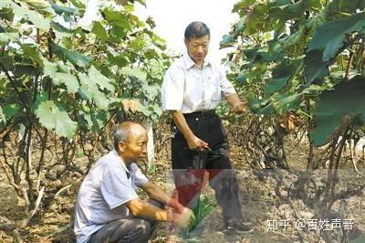 张平洋：种葡萄催开致富幸福花