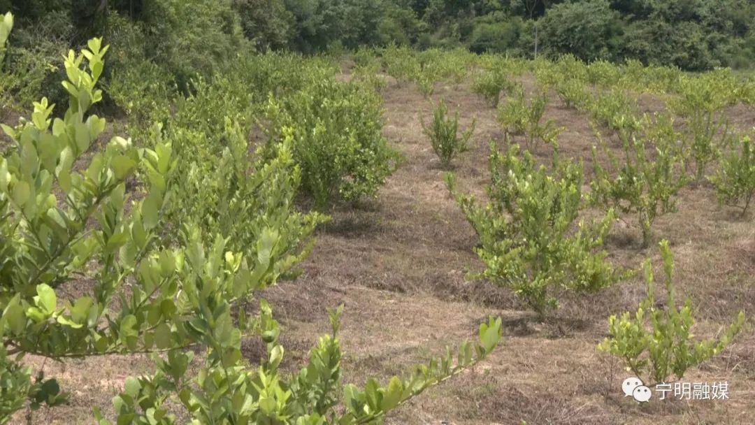 柠檬高产种植技术视频_柠檬种植技术与管理视频_柠檬高产栽培关键技术