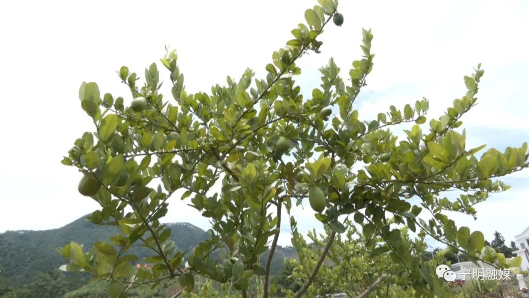 柠檬高产种植技术视频_柠檬种植技术与管理视频_柠檬高产栽培关键技术