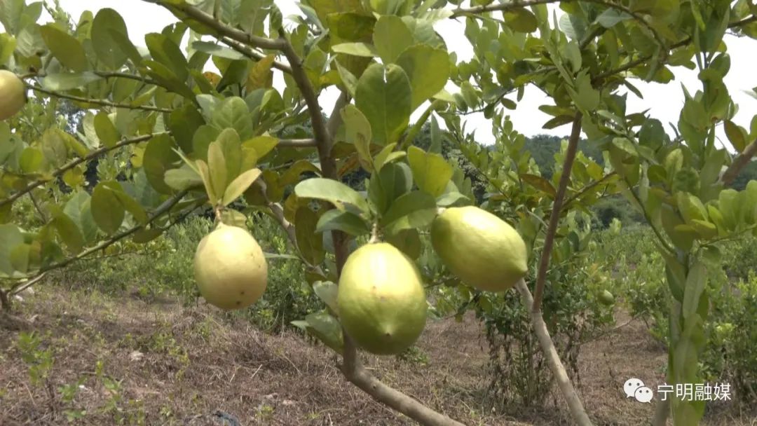 柠檬高产栽培关键技术_柠檬高产种植技术视频_柠檬种植技术与管理视频