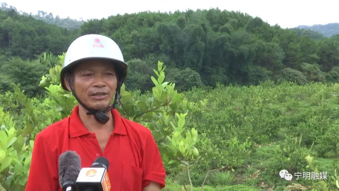 柠檬高产种植技术视频_柠檬高产栽培关键技术_柠檬种植技术与管理视频