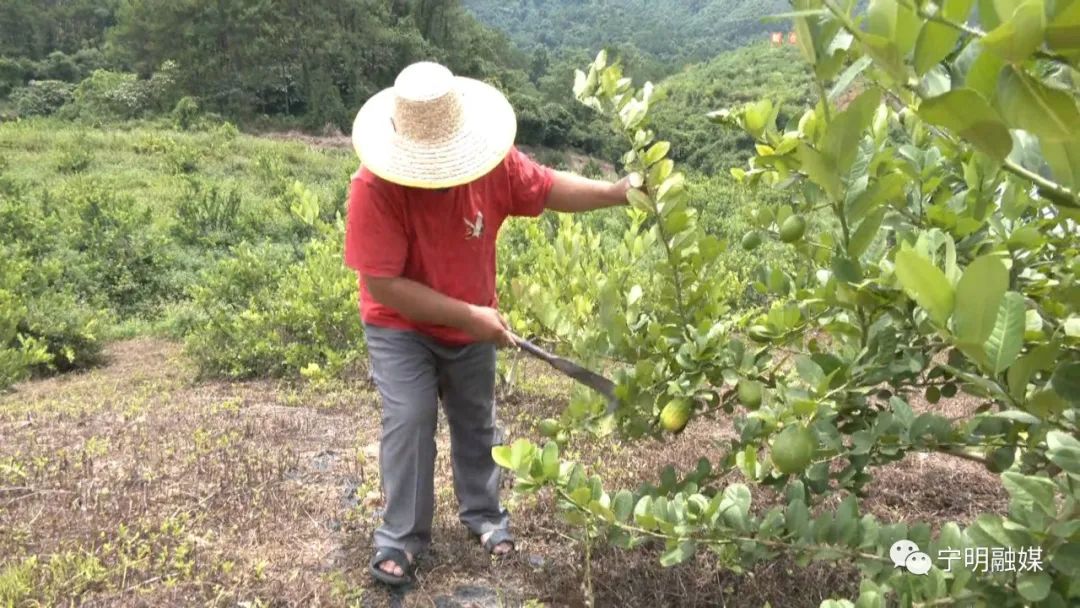 柠檬高产种植技术视频_柠檬种植技术与管理视频_柠檬高产栽培关键技术