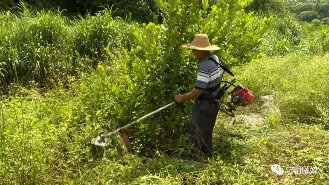 柠檬种植技术与管理视频_柠檬高产栽培关键技术_柠檬高产种植技术视频