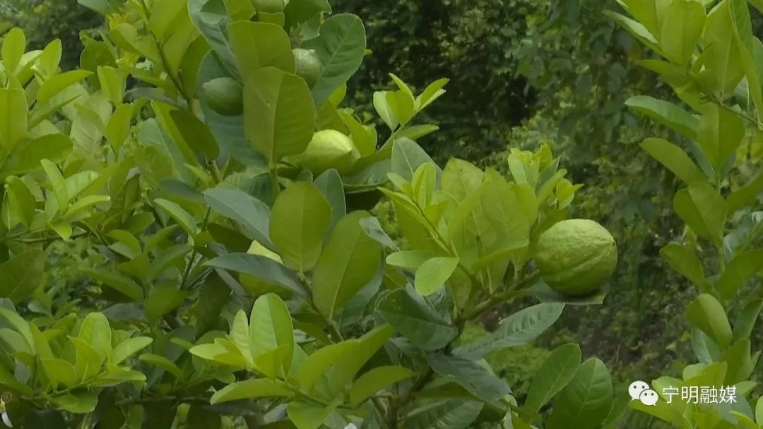 柠檬种植技术与管理视频_柠檬高产种植技术视频_柠檬高产栽培关键技术