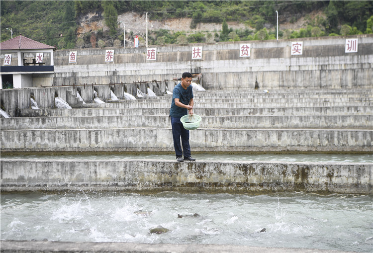 （图片故事）（7）蒋开均：冷水鱼养出重庆(3290944)-20190905103905_副本.jpg