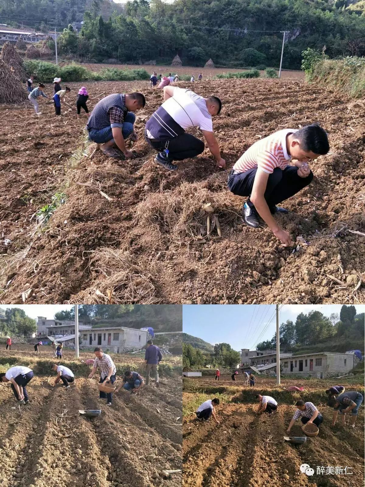 大蒜种植促增收 脱贫致富有奔头——大蒜种植成为农民增收新帮手