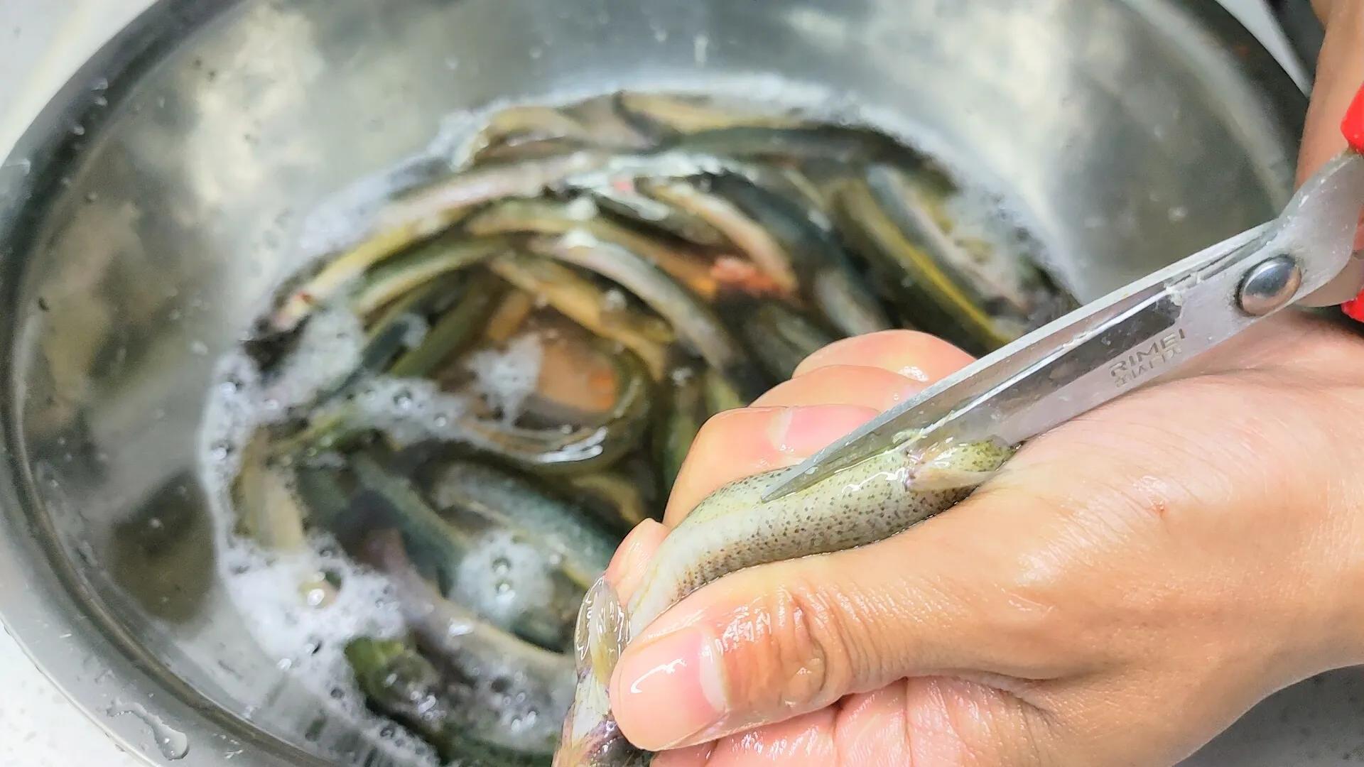 无土泥鳅池养殖技术视频_池养泥鳅怎样养法_池塘养殖泥鳅技术