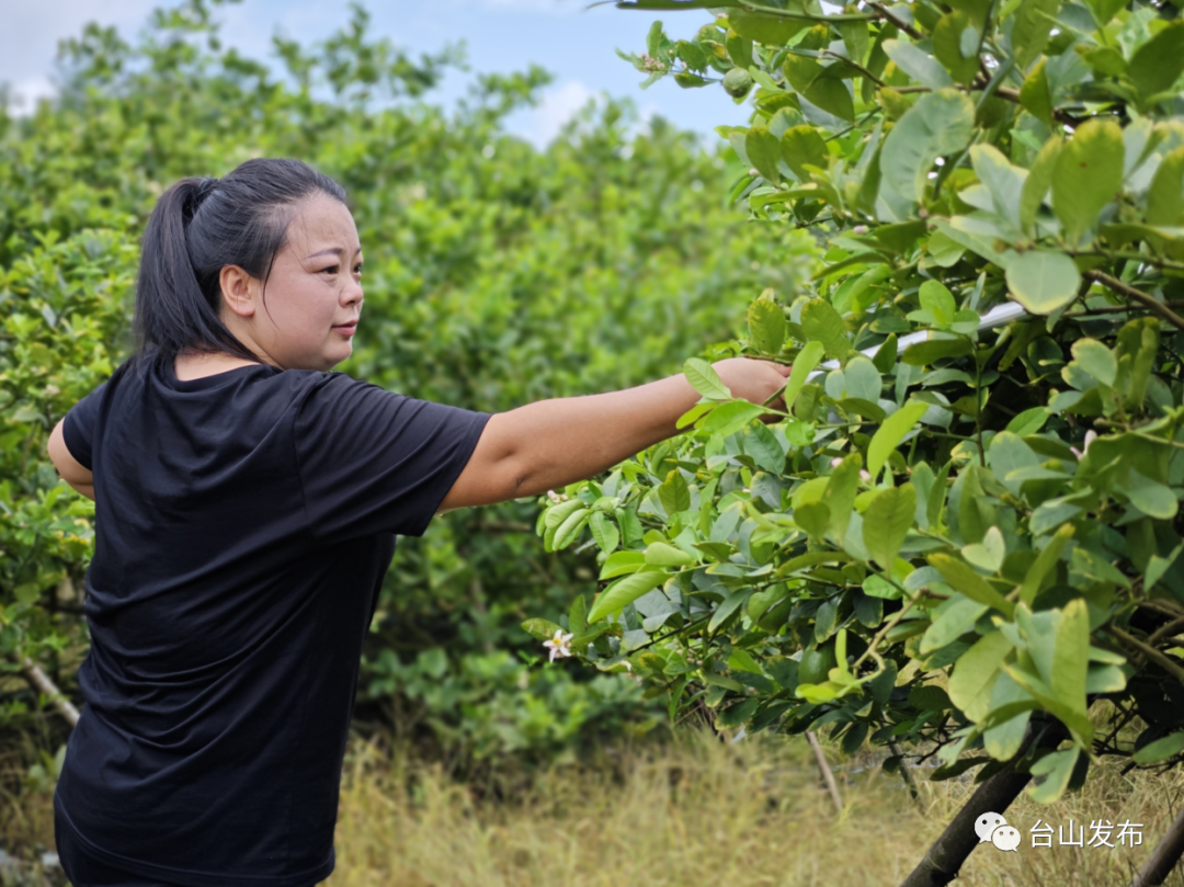 柠檬栽培技术视频教程_柠檬高产栽培技术_柠檬高产种植技术视频